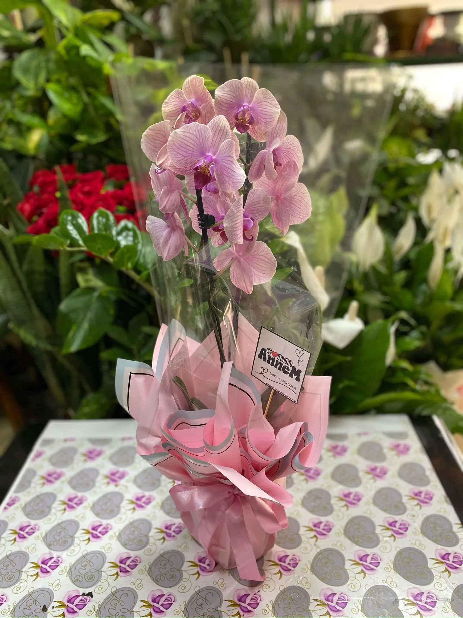 Çift Dal Orkide Pempe