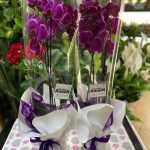 Çift Dal Orkide Mor