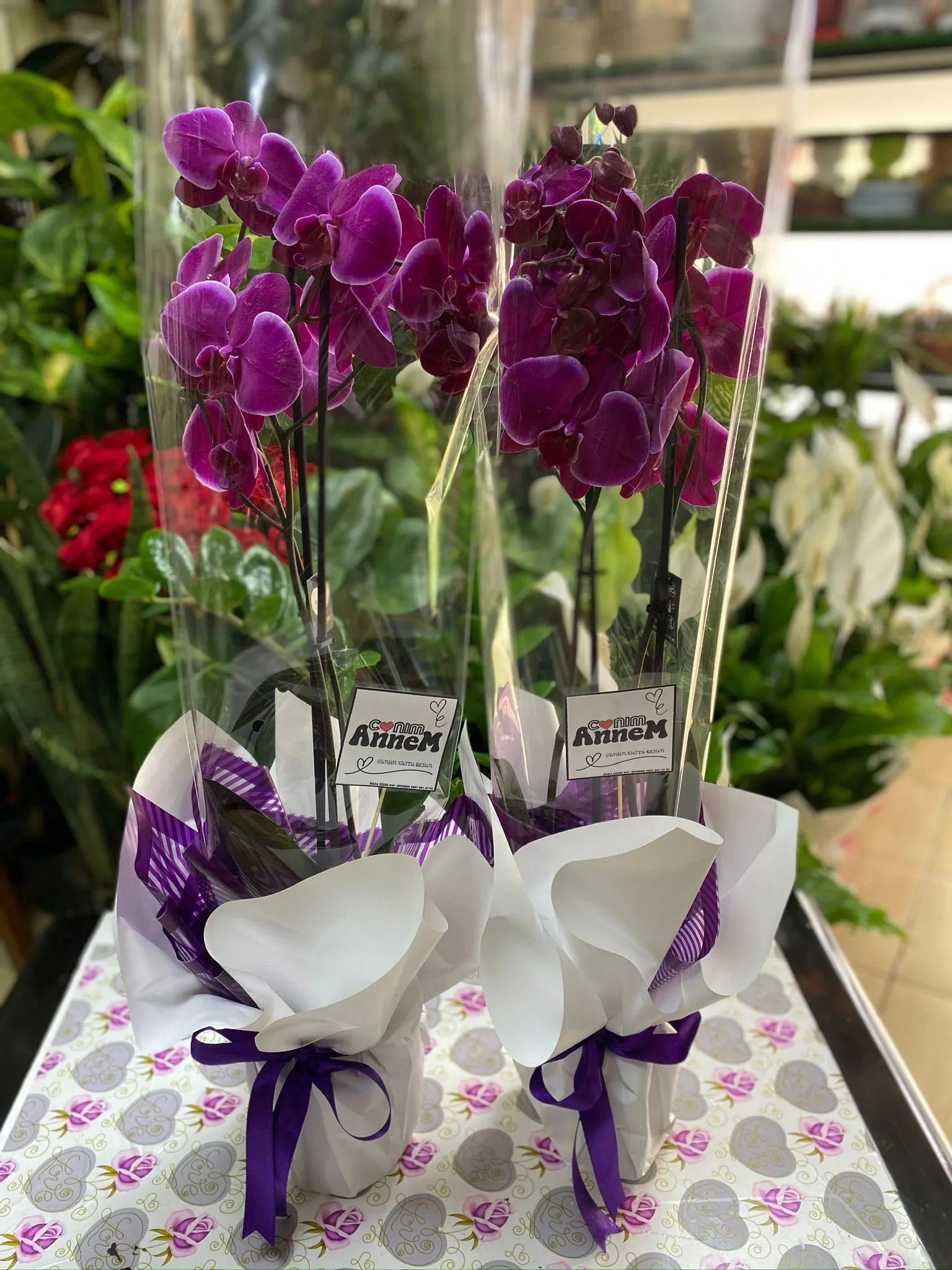 Çift Dal Orkide Mor