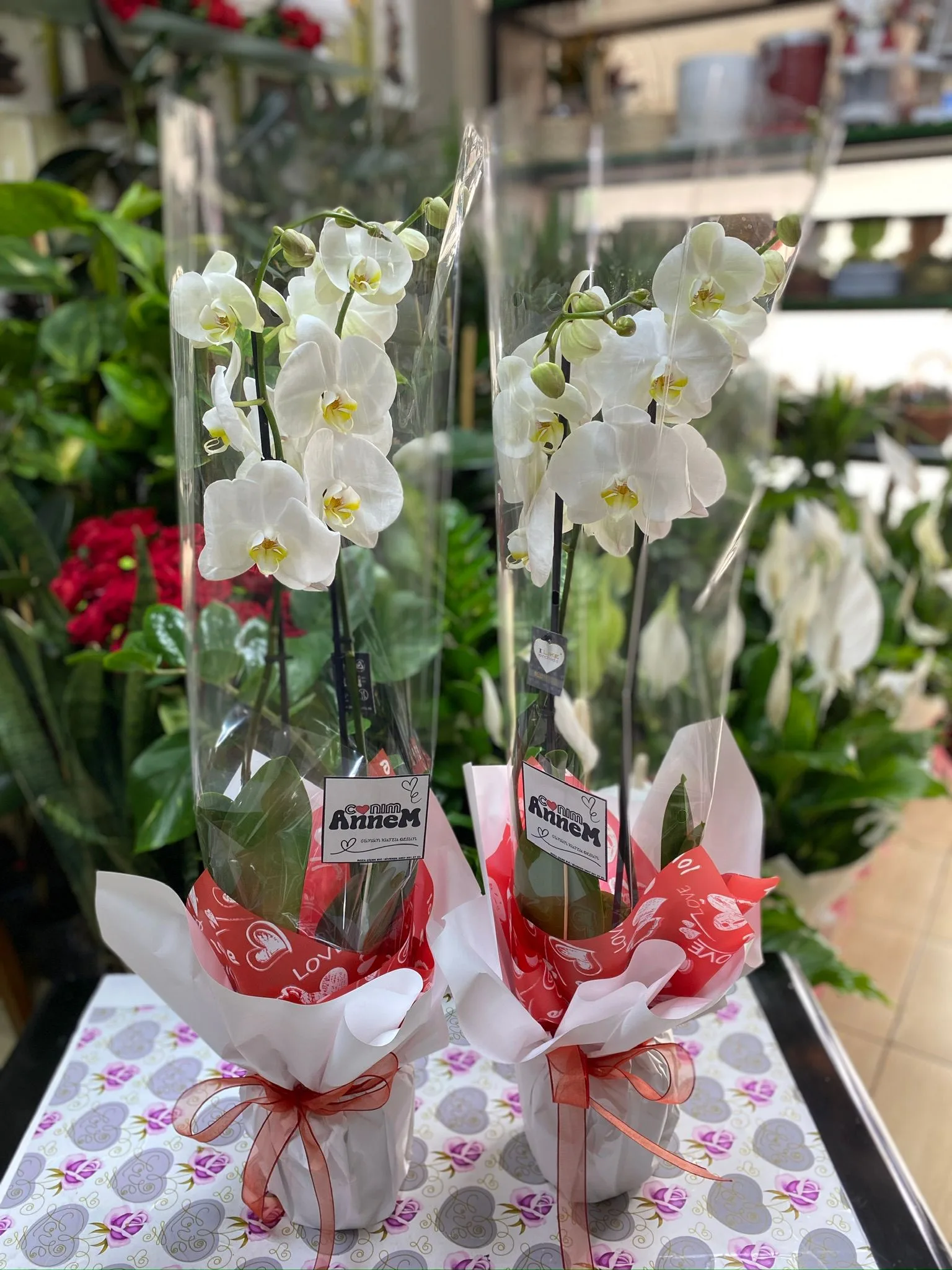 Çift Dal Orkide Beyaz