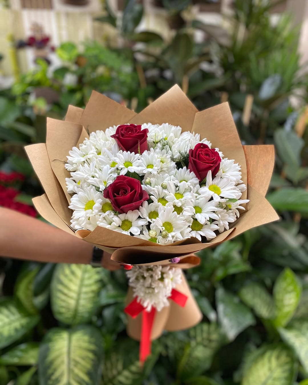 Gül Papatya Demetimiz